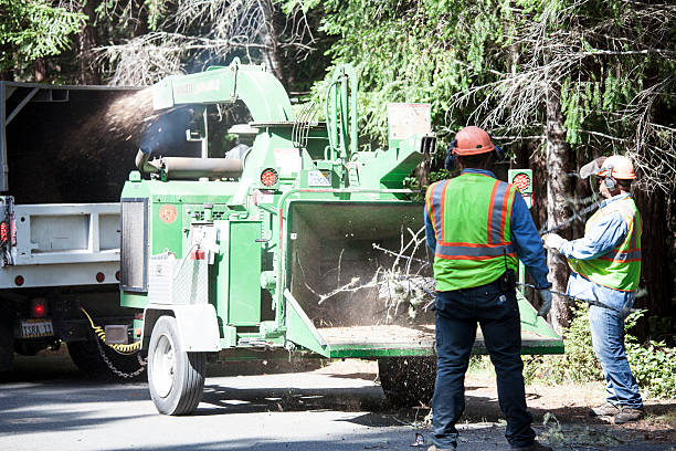 Best Arborist Consultation Services  in Viola, NY