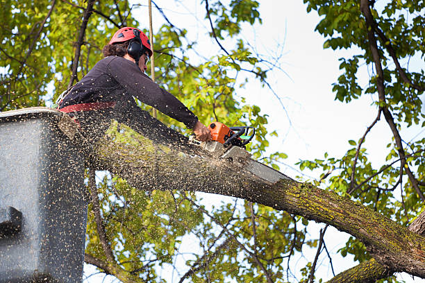 Reliable Viola, NY Tree Removal Services Solutions